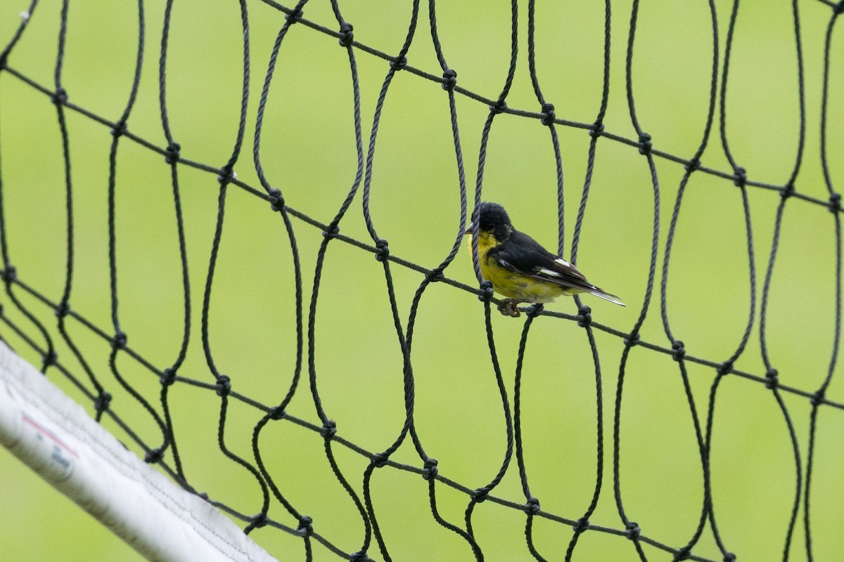 Lesser Goldfinch - ML638411034