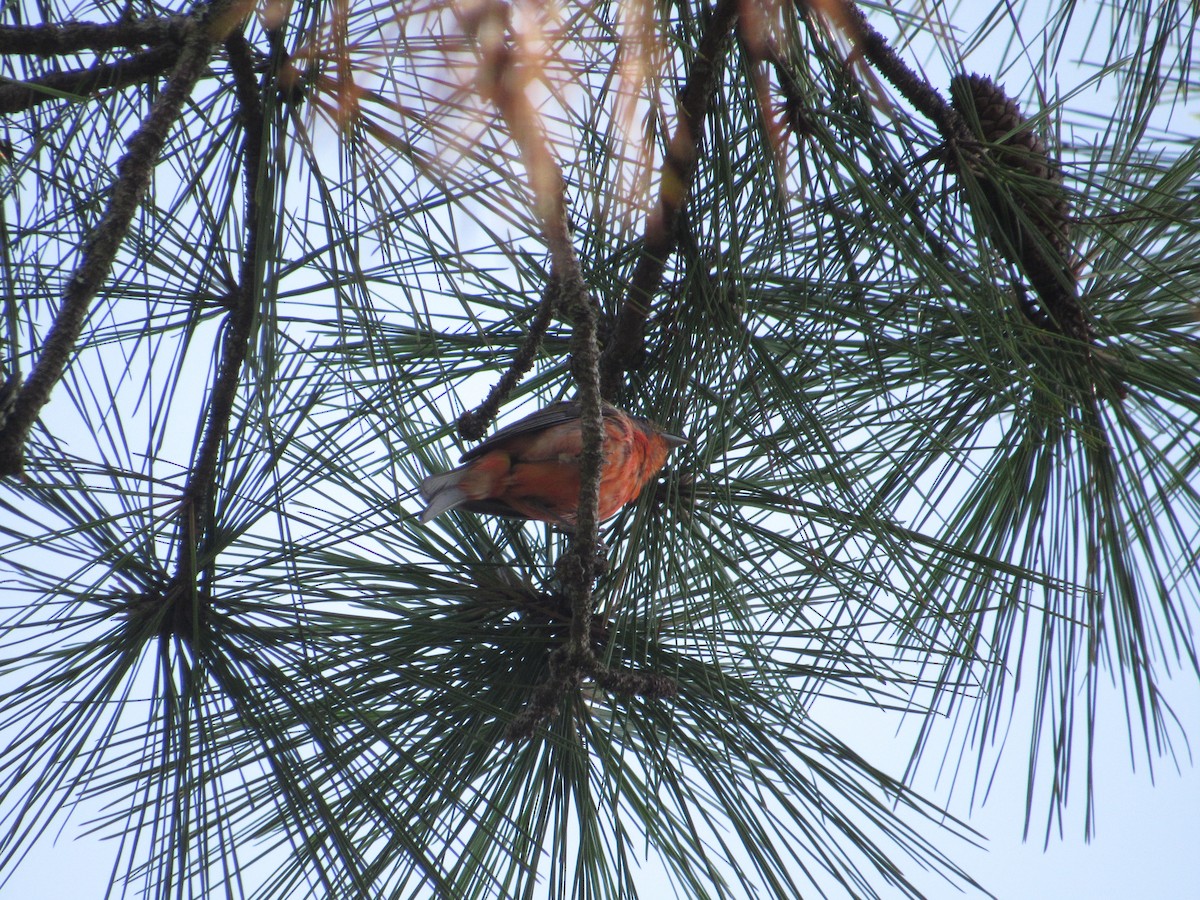 Painted Bunting - ML638411041