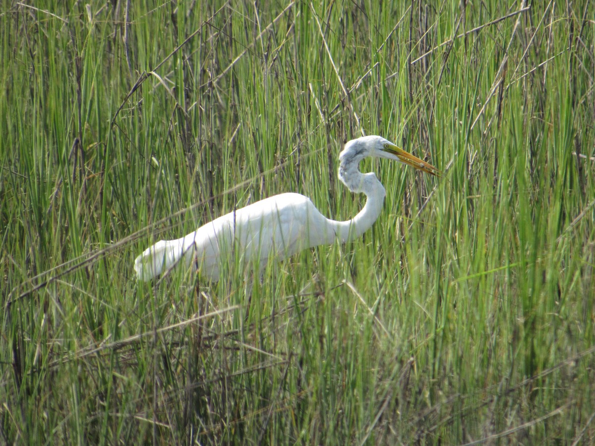 Koartza zuria - ML638411046