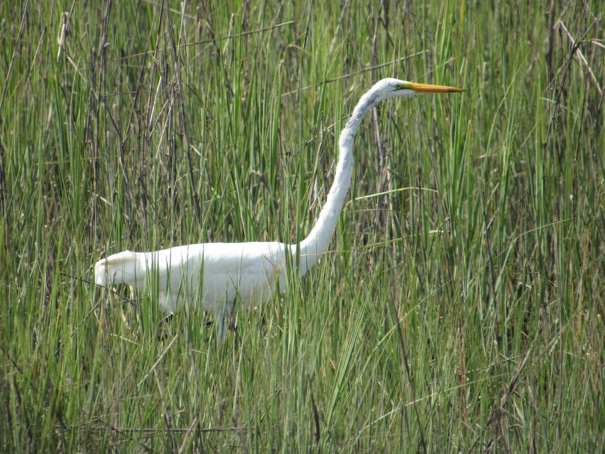 Koartza zuria - ML638411047