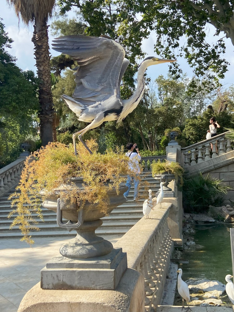 Хөх дэглий - ML638411049