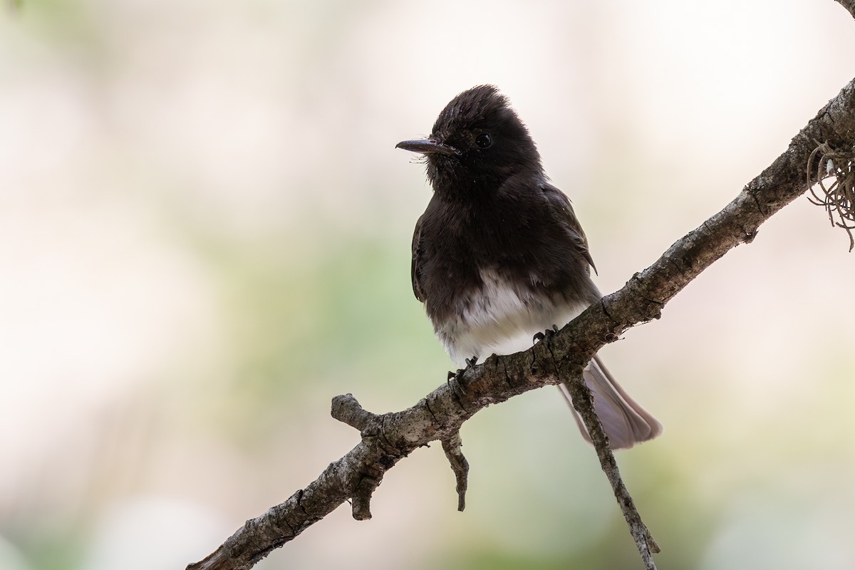 Black Phoebe - ML638411053