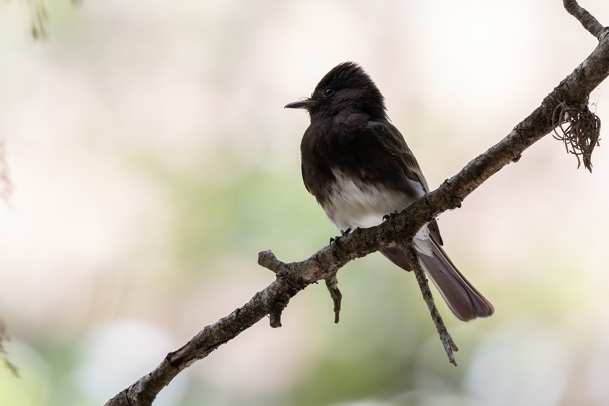 Black Phoebe - ML638411054