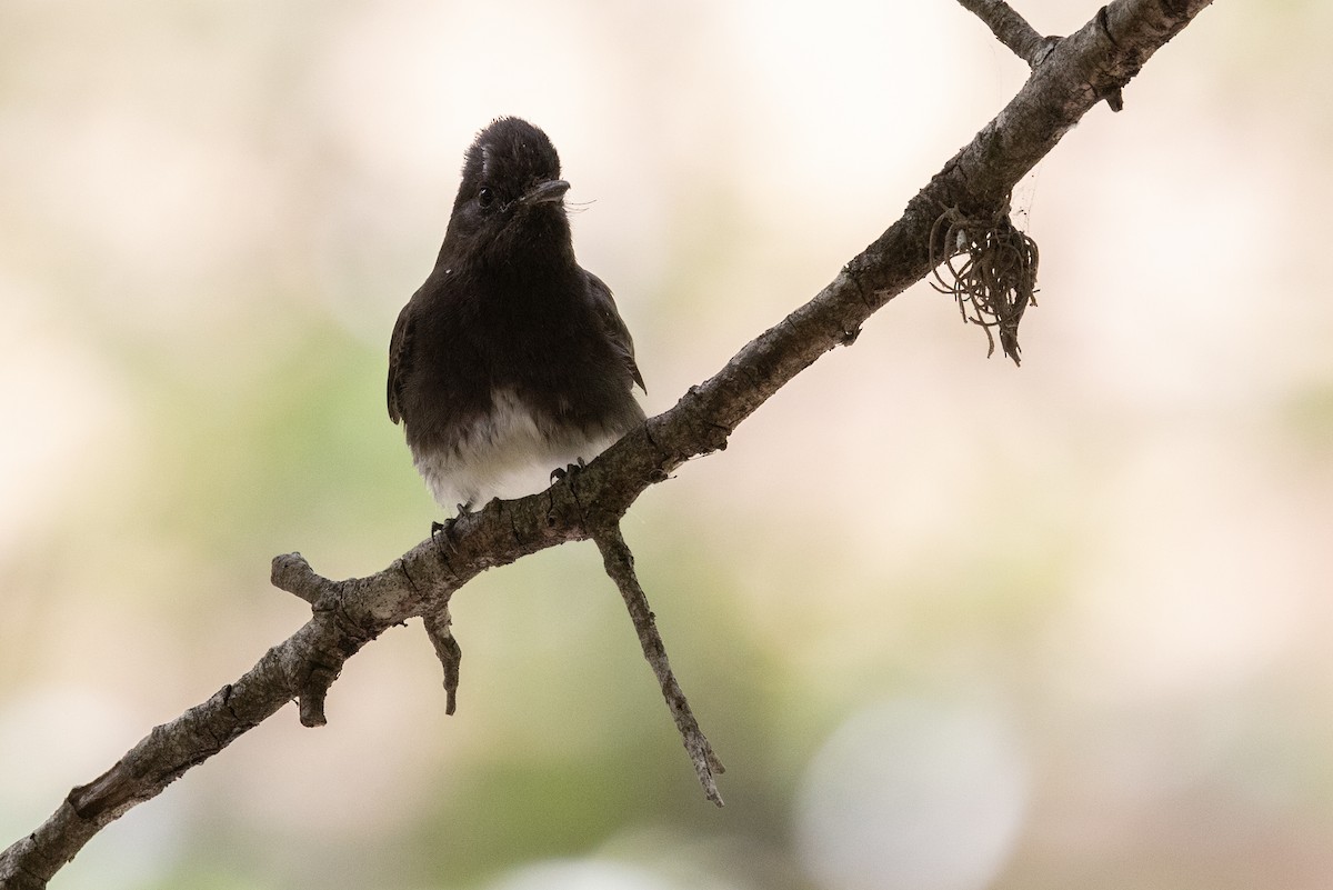 Black Phoebe - ML638411055