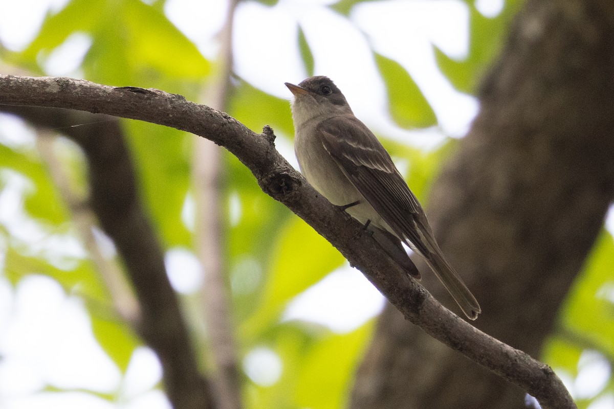 Eastern Wood-Pewee - ML638411062