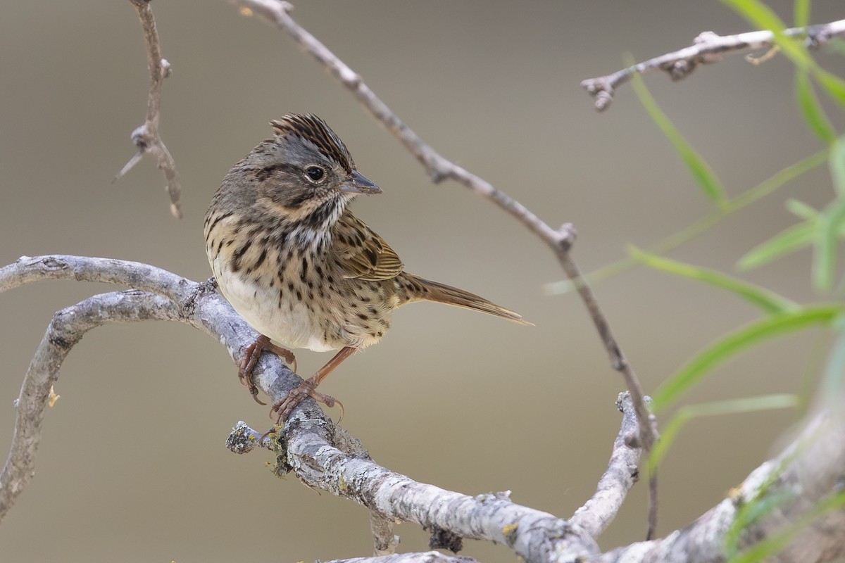 Lincoln's Sparrow - ML638411072