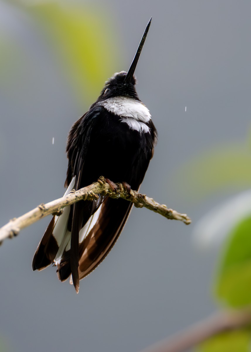 Collared Inca (Collared) - ML638411081