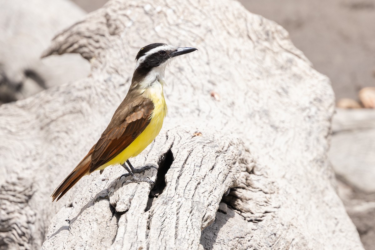Great Kiskadee - ML638411101