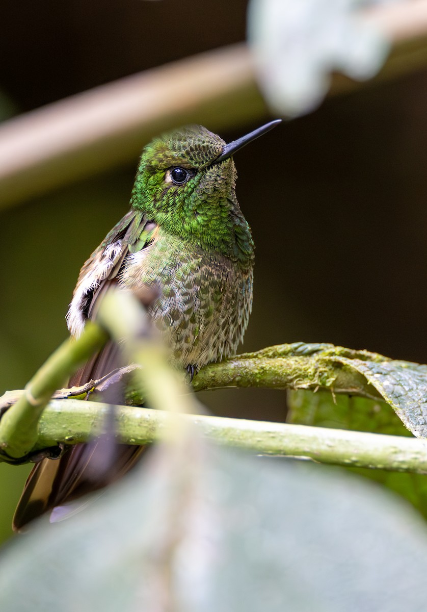 Buff-tailed Coronet - ML638411104