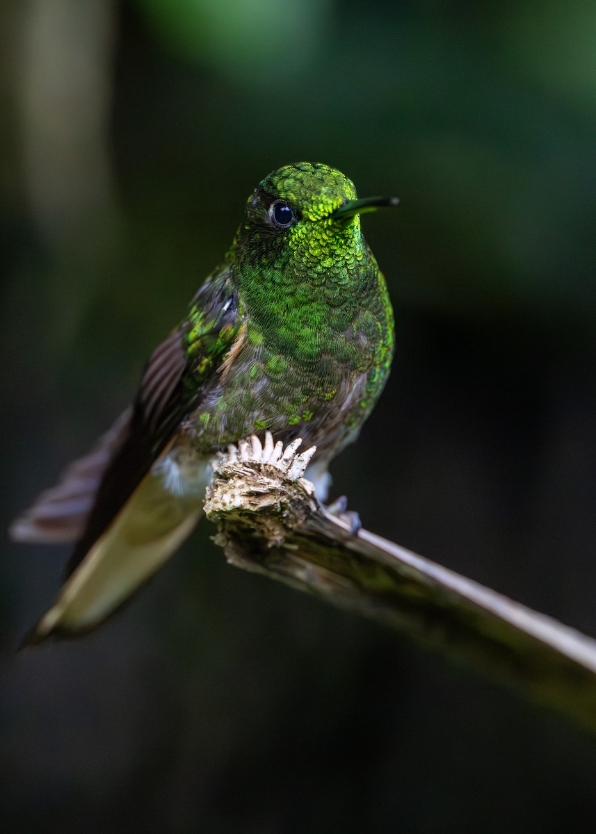 Buff-tailed Coronet - ML638411110