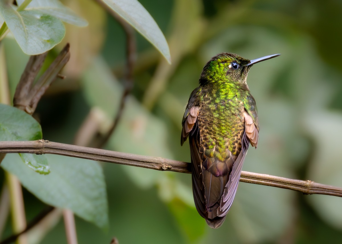 Buff-tailed Coronet - ML638411122