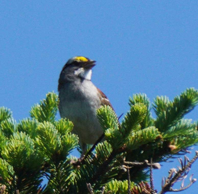 White-throated Sparrow - ML638411133