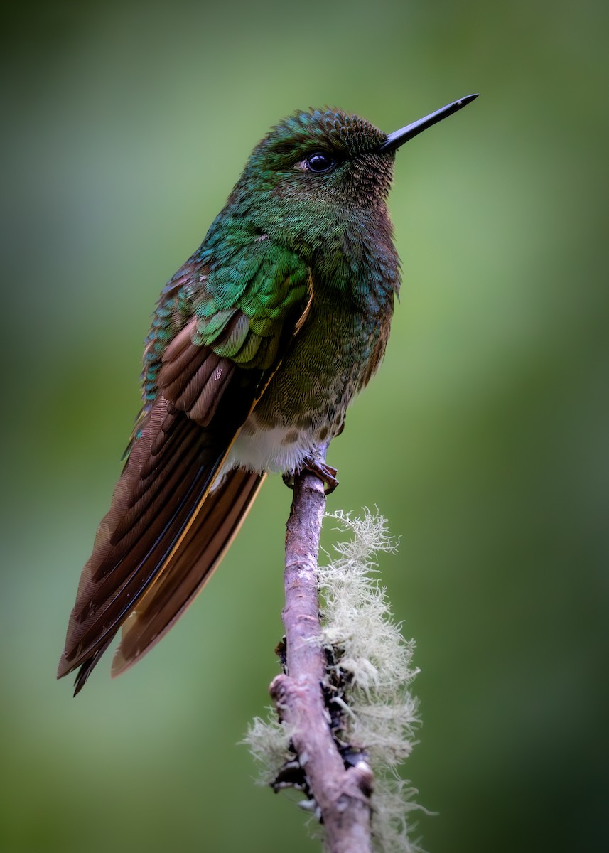 Buff-tailed Coronet - ML638411138