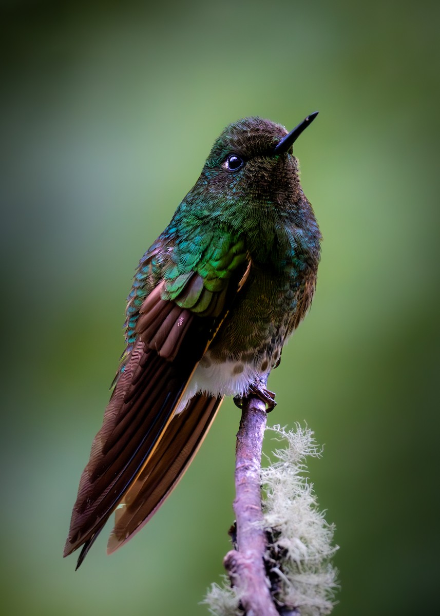 Buff-tailed Coronet - ML638411142