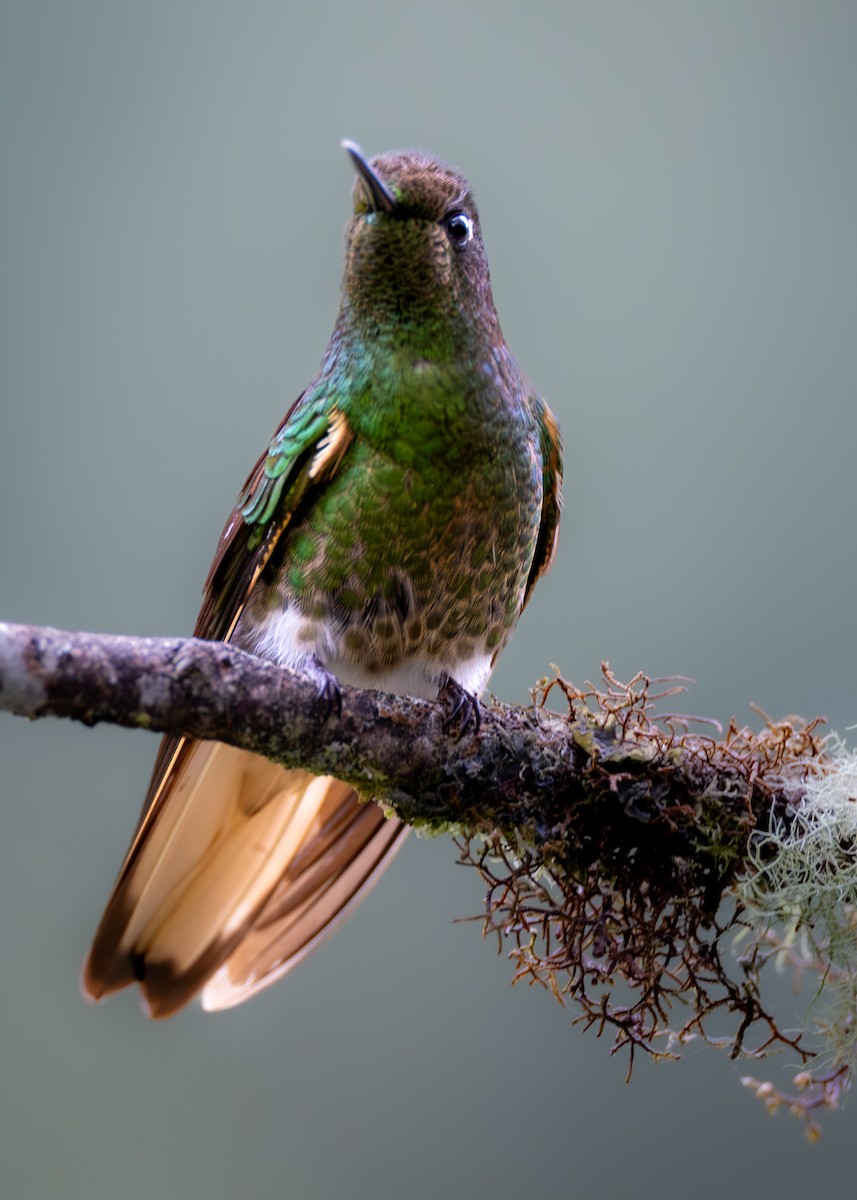 Buff-tailed Coronet - ML638411143