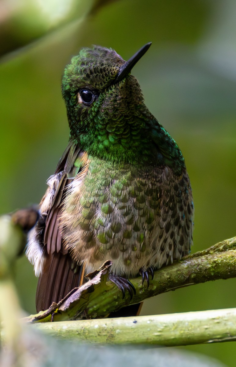 Buff-tailed Coronet - ML638411147