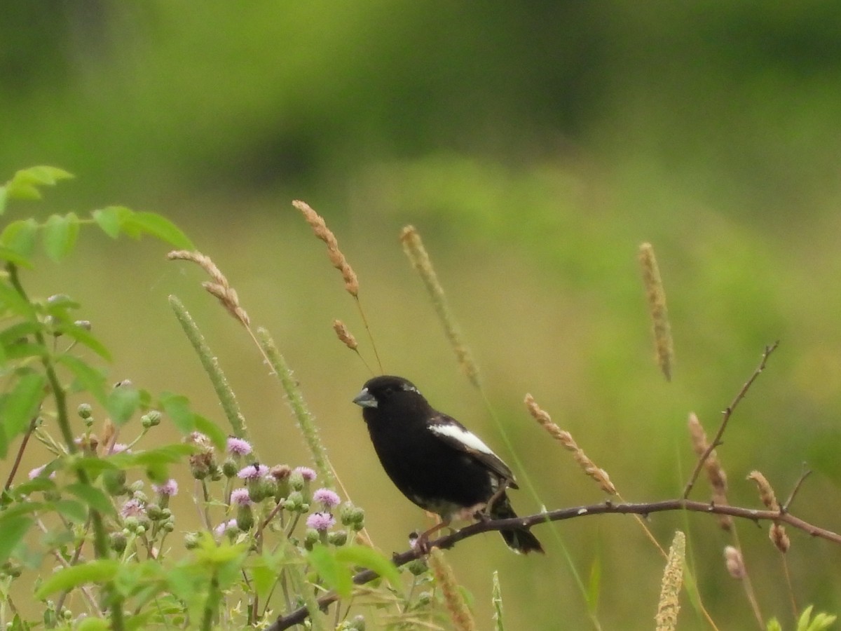 Lark Bunting - ML638411157