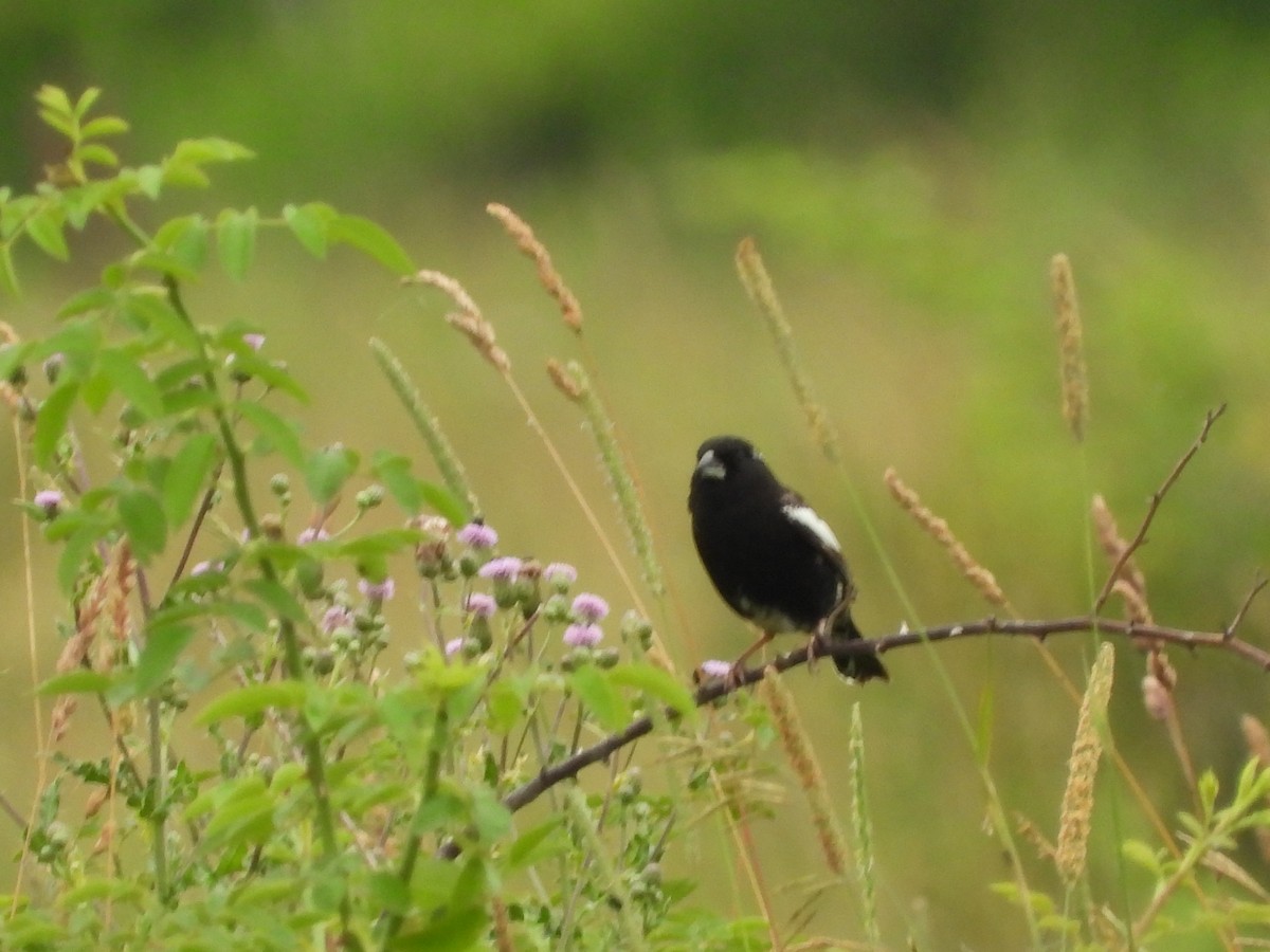 Lark Bunting - ML638411165