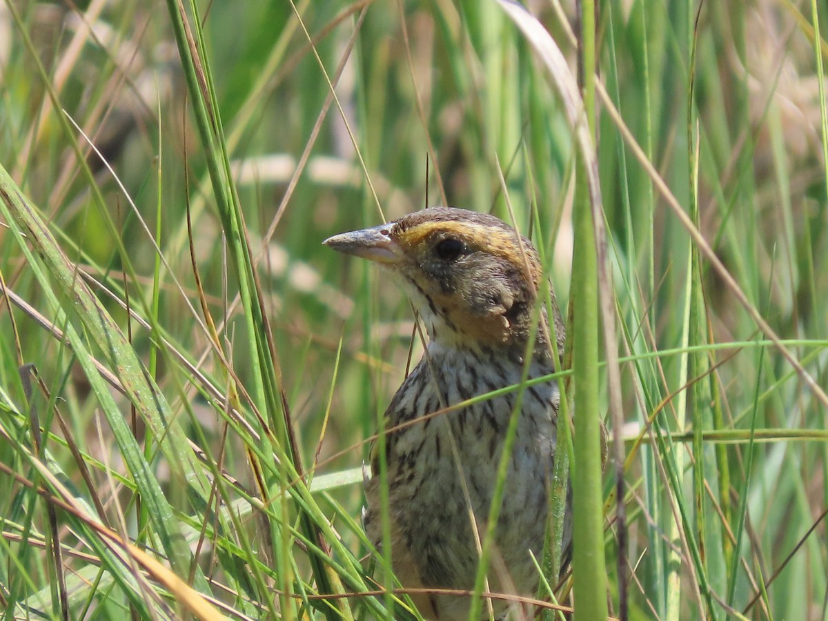 Saltmarsh Sparrow - ML638411173