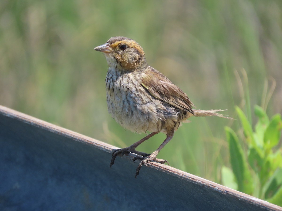Saltmarsh Sparrow - ML638411174