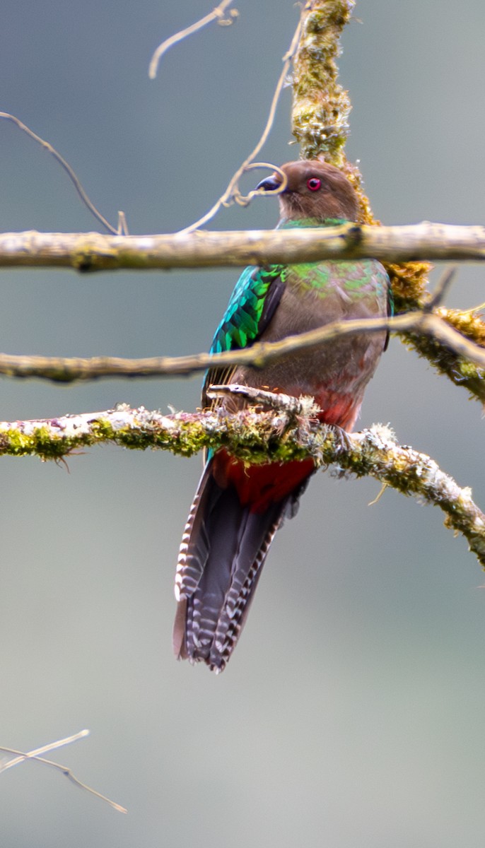 Crested Quetzal - ML638411205