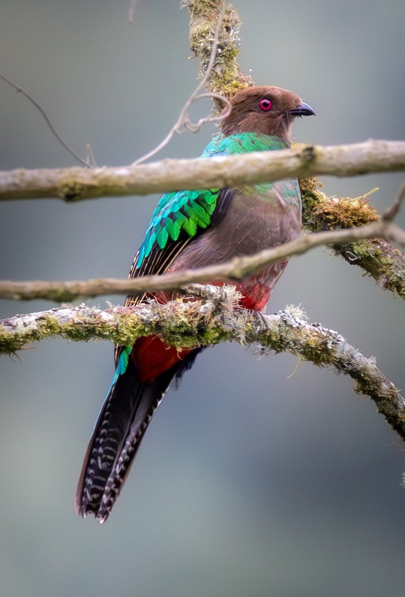 Crested Quetzal - ML638411212