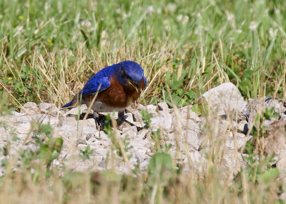 Eastern Bluebird - ML638411238