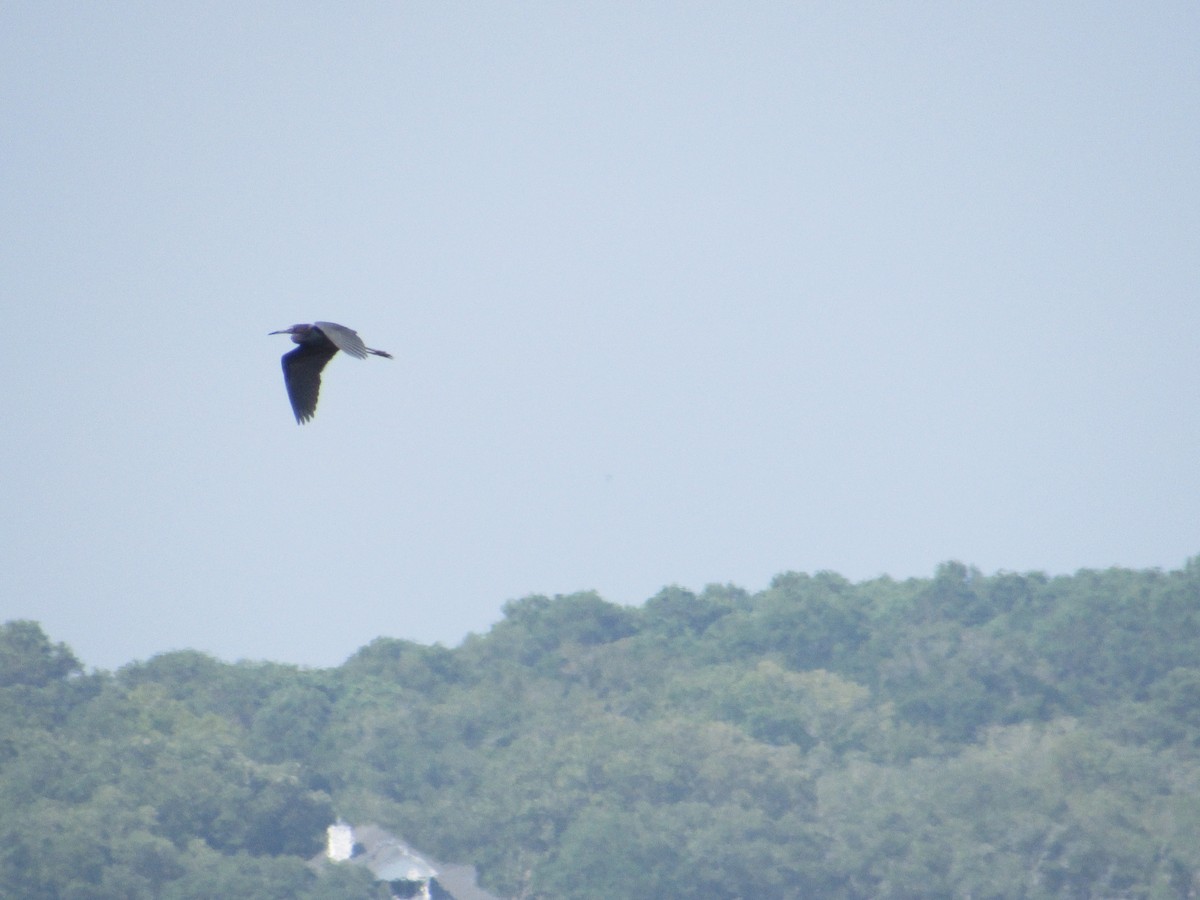 Koartzatxo urdina - ML638411245