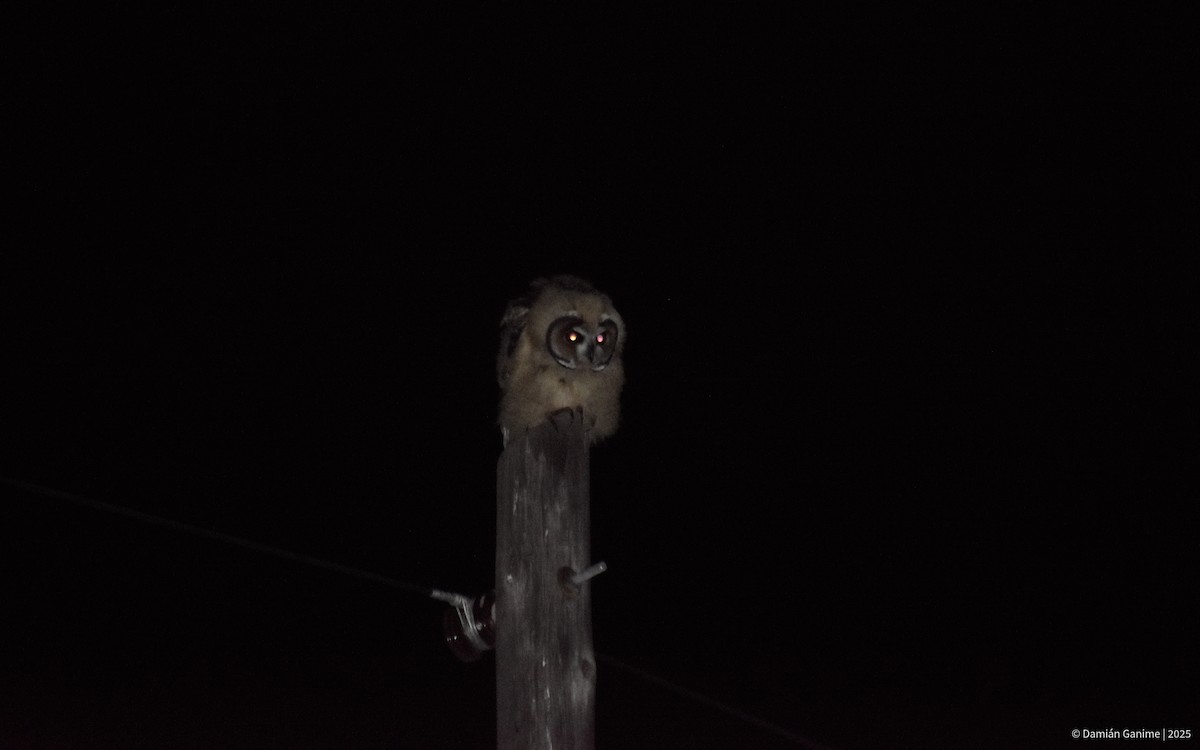 Striped Owl - ML638411283