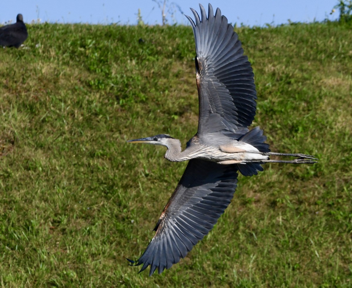Great Blue Heron - ML638411318