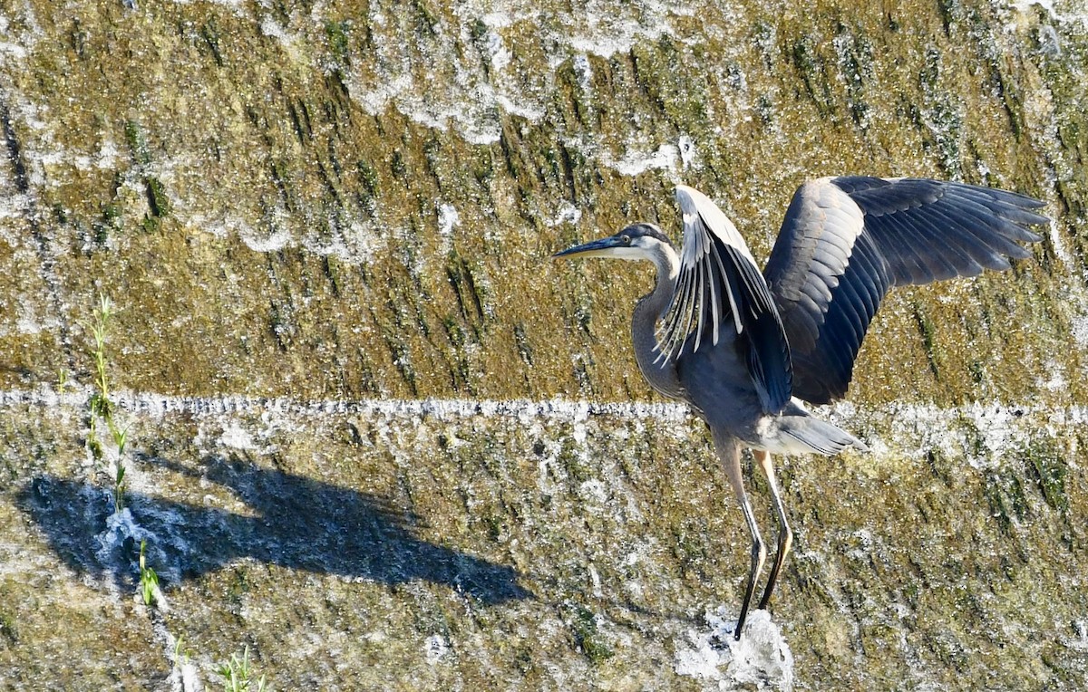 Great Blue Heron - ML638411319