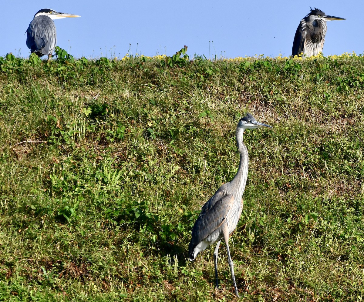 Great Blue Heron - ML638411332