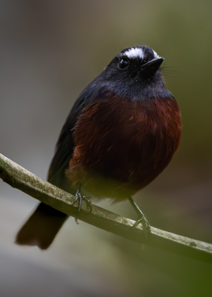 Chestnut-bellied Chat-Tyrant - ML638411397