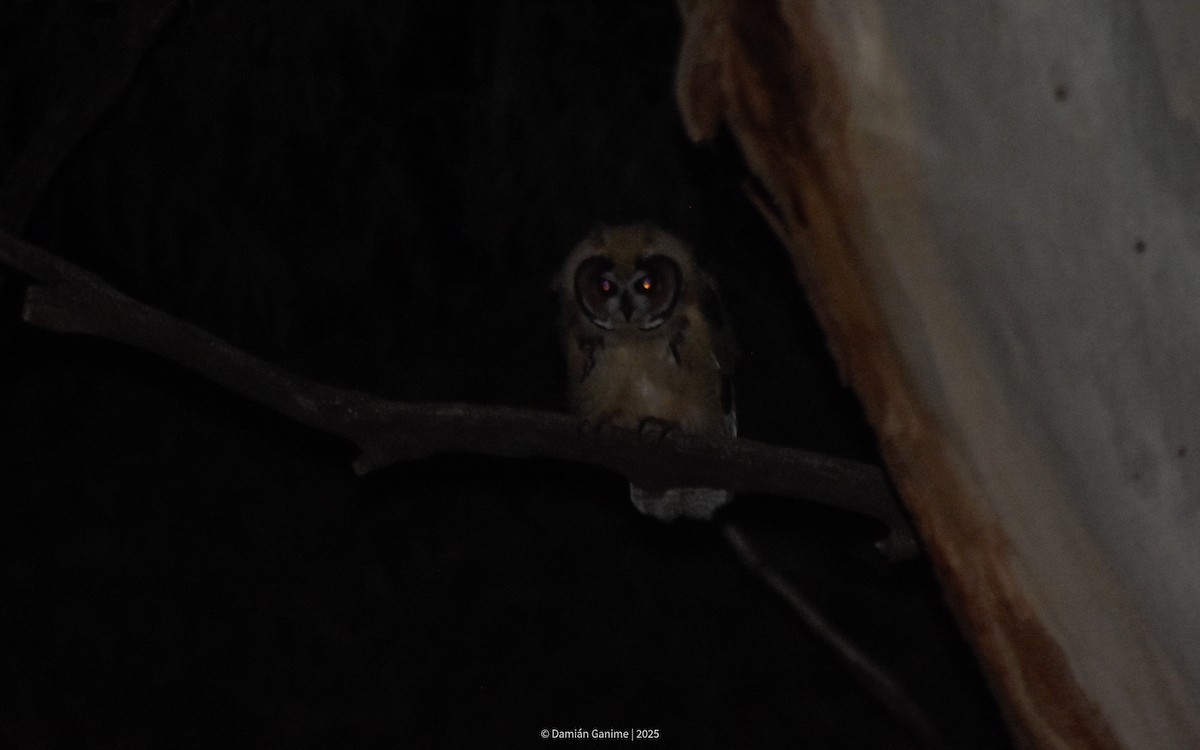 Striped Owl - ML638411410