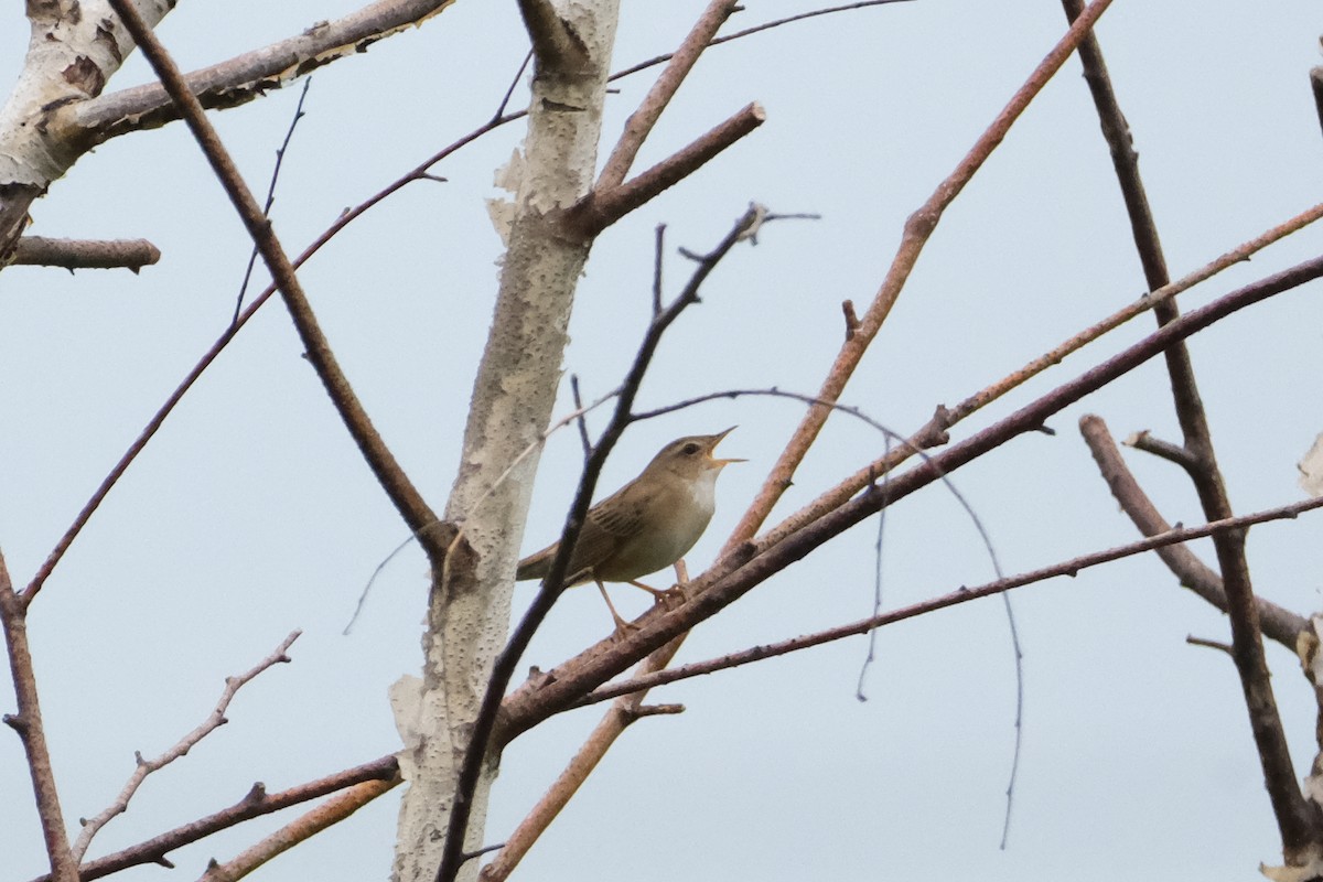 Pallas's Grasshopper Warbler - ML638411420