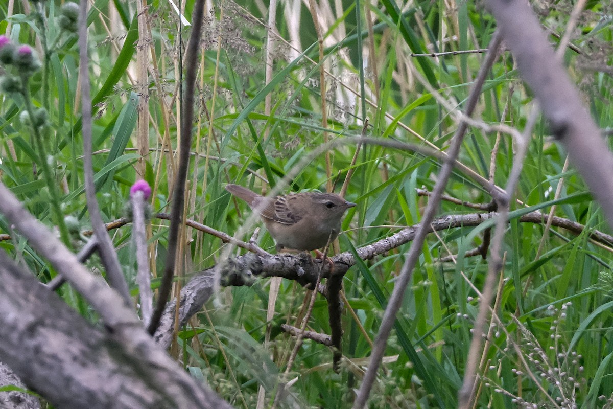 Pallas's Grasshopper Warbler - ML638411422