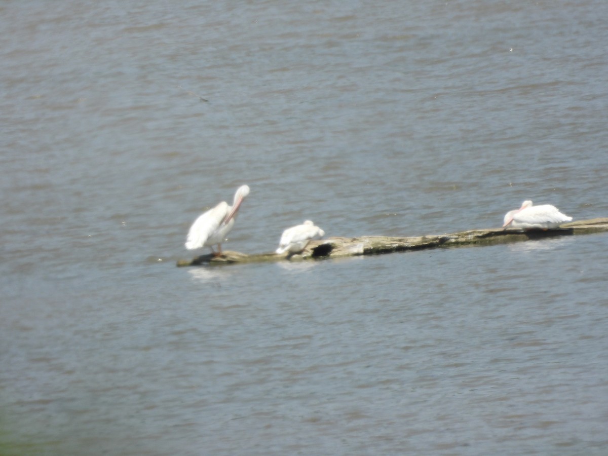 American White Pelican - ML638411438