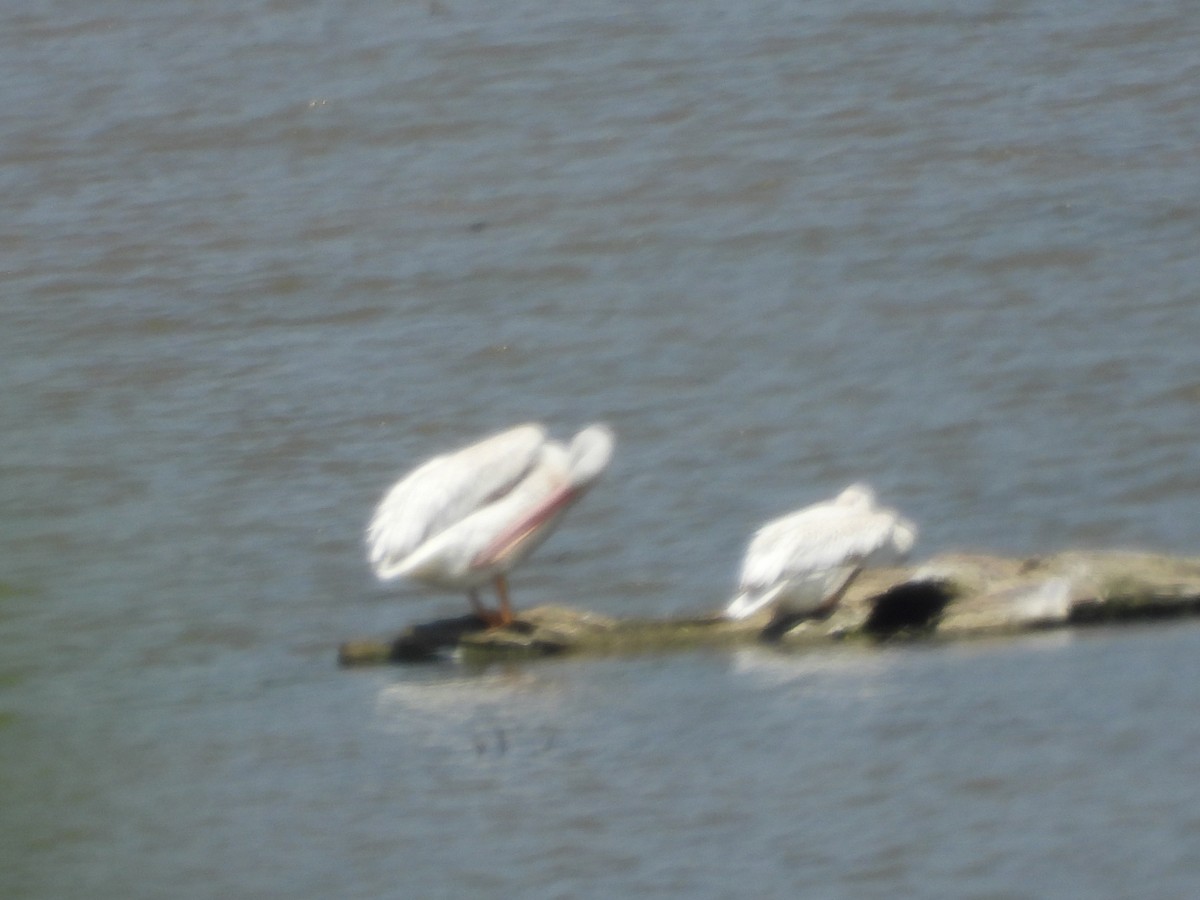 American White Pelican - ML638411439
