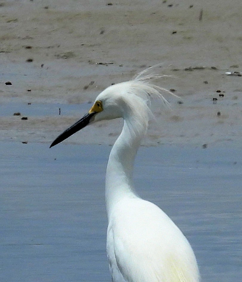 Snowy Egret - ML638411493