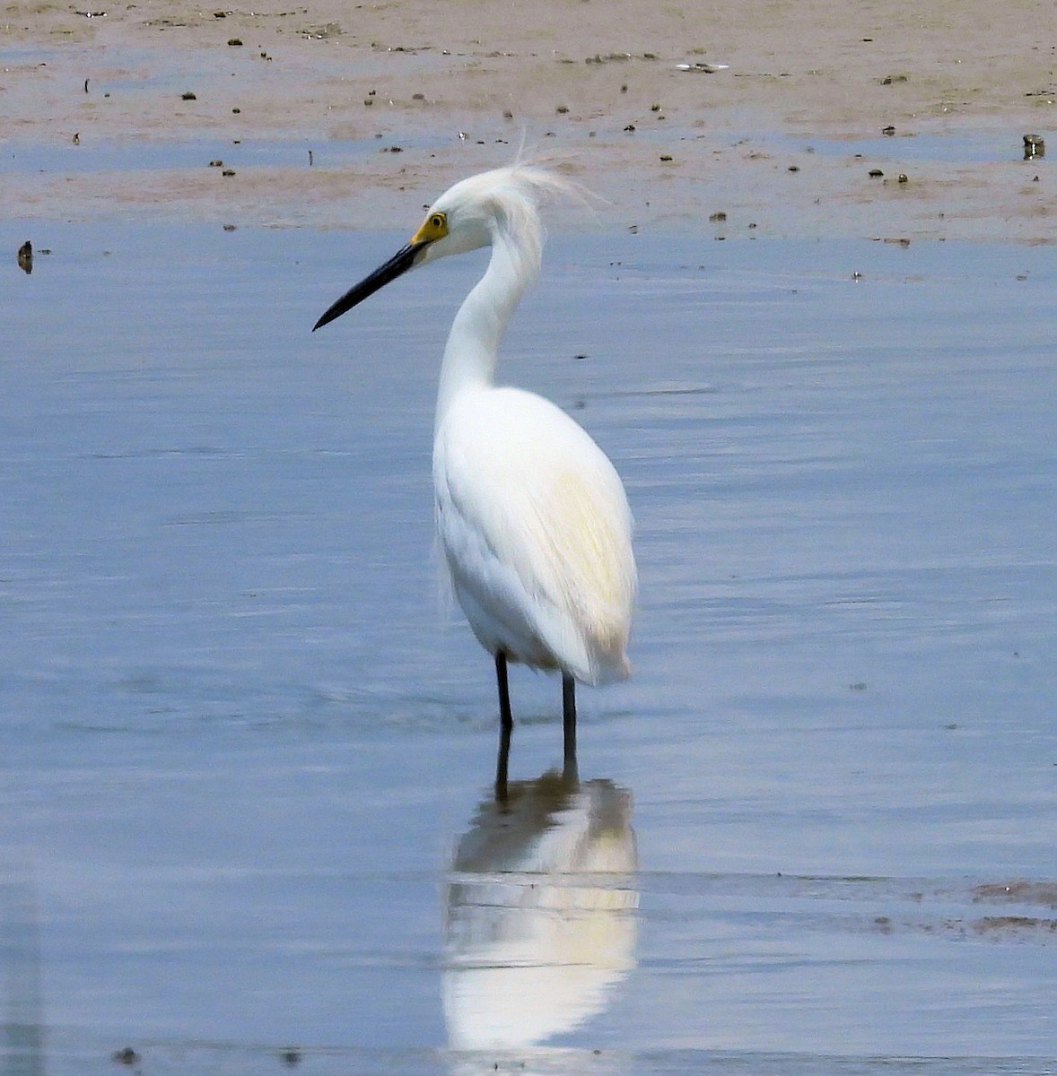 Snowy Egret - ML638411494
