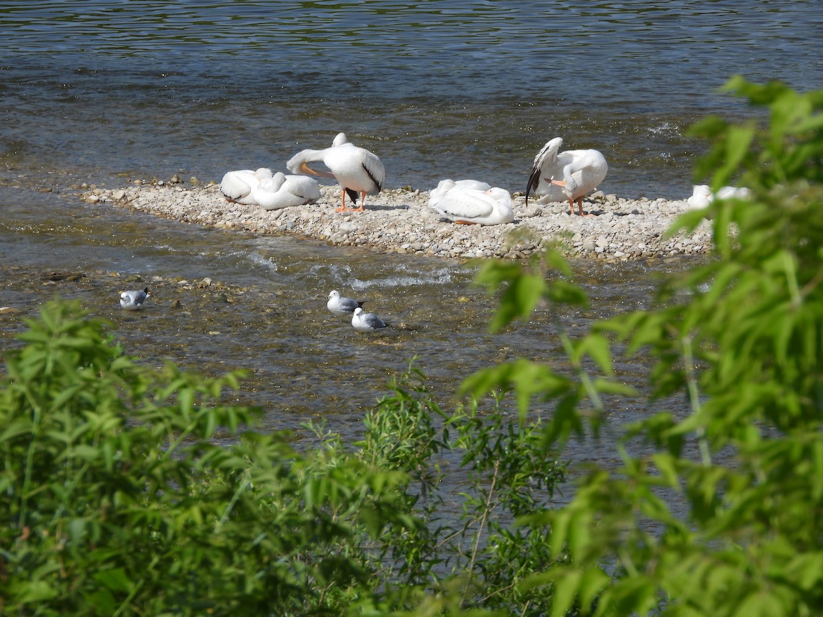 American White Pelican - ML638411496