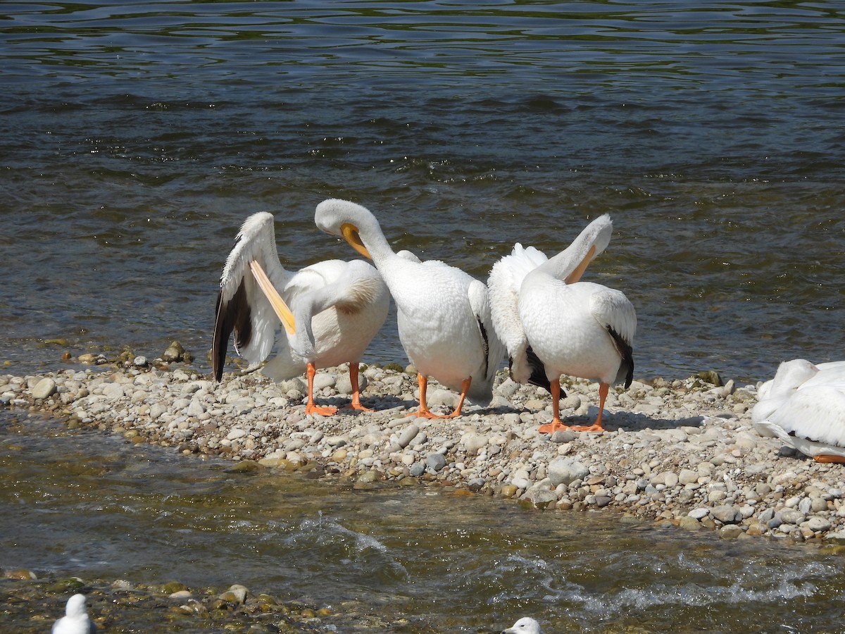 American White Pelican - ML638411497