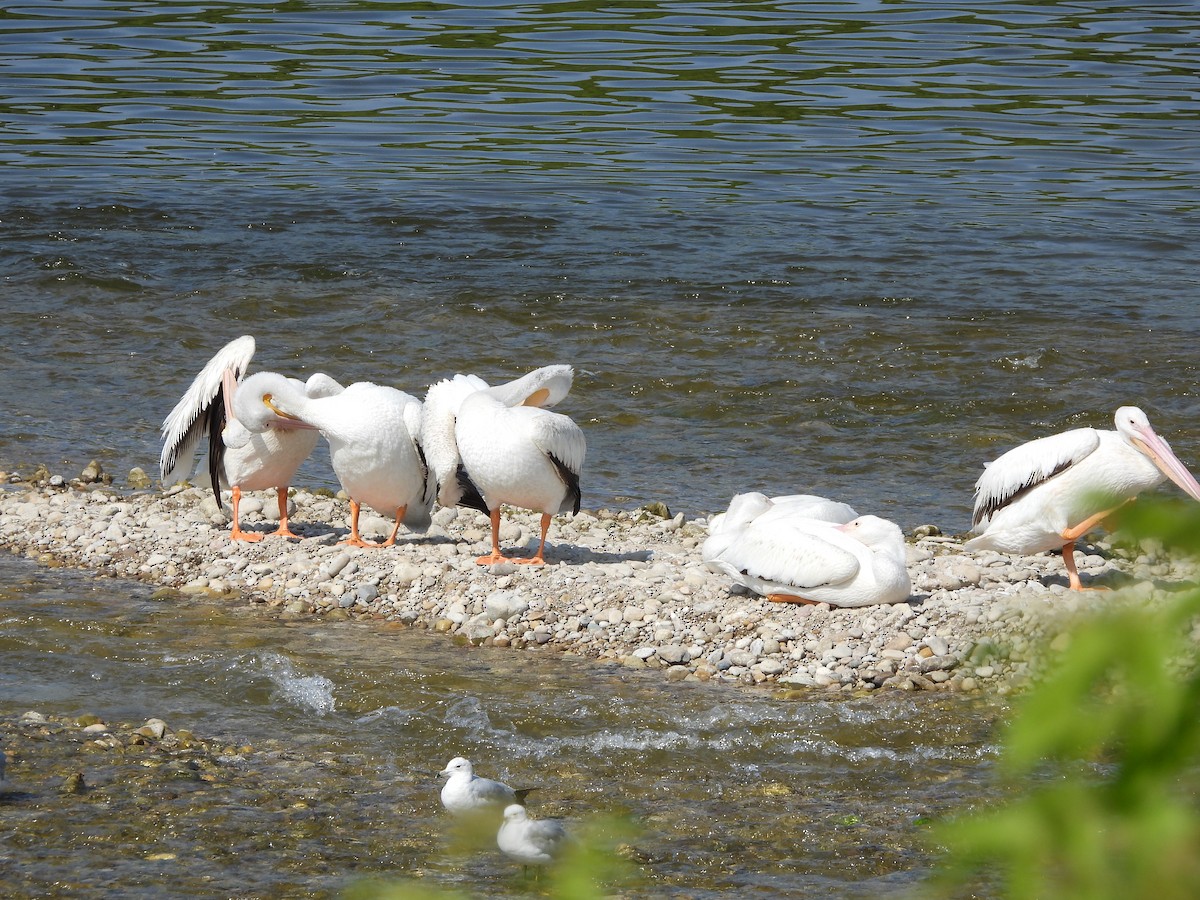 American White Pelican - ML638411498