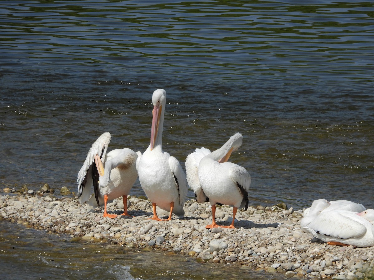 American White Pelican - ML638411499
