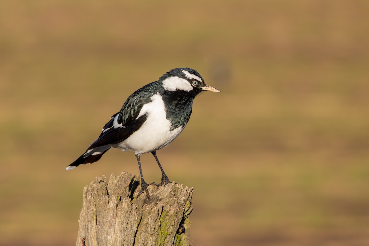 Magpie-lark - ML638411500