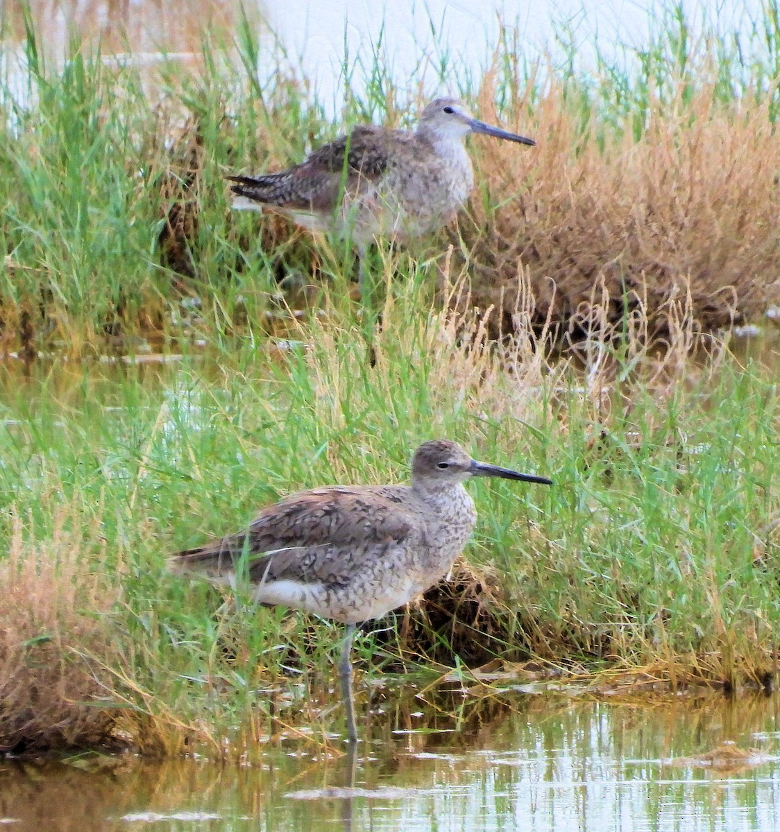 Willet - ML638411512