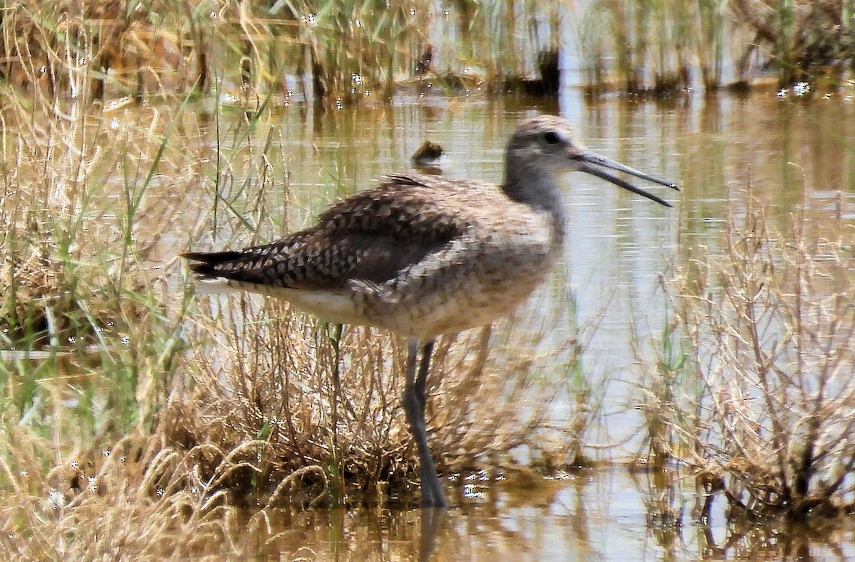 Willet - ML638411520