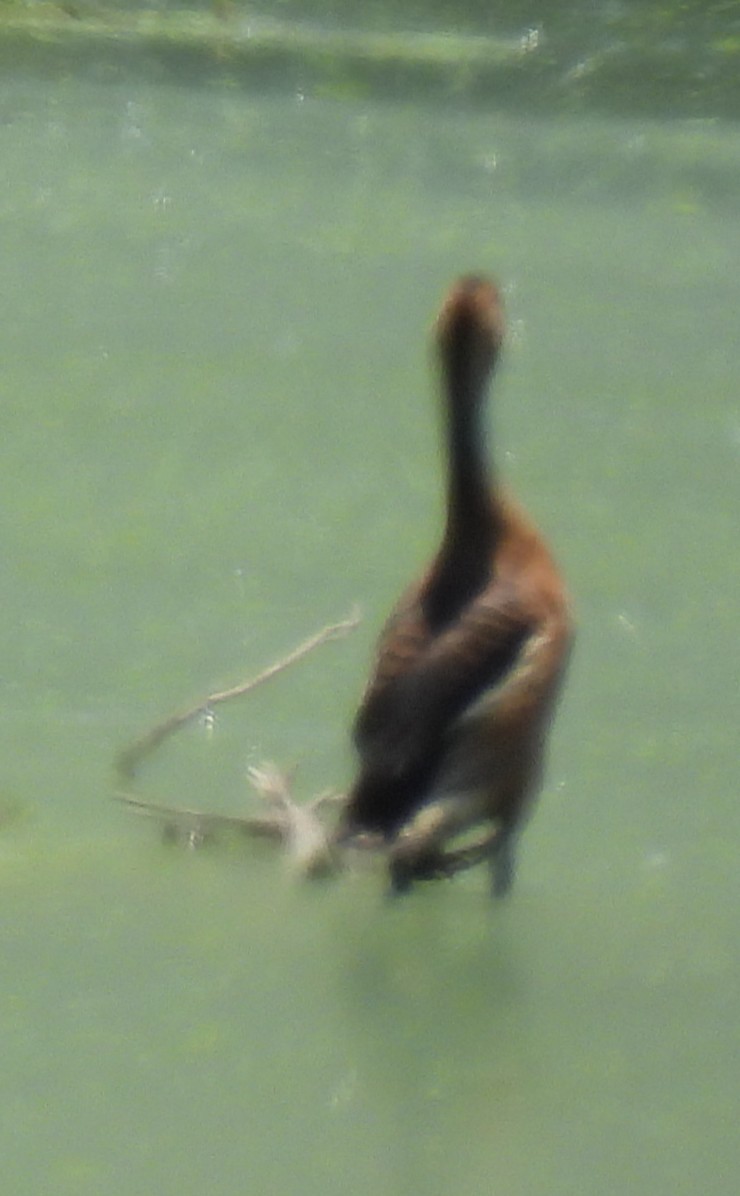 Fulvous Whistling-Duck - ML638411541