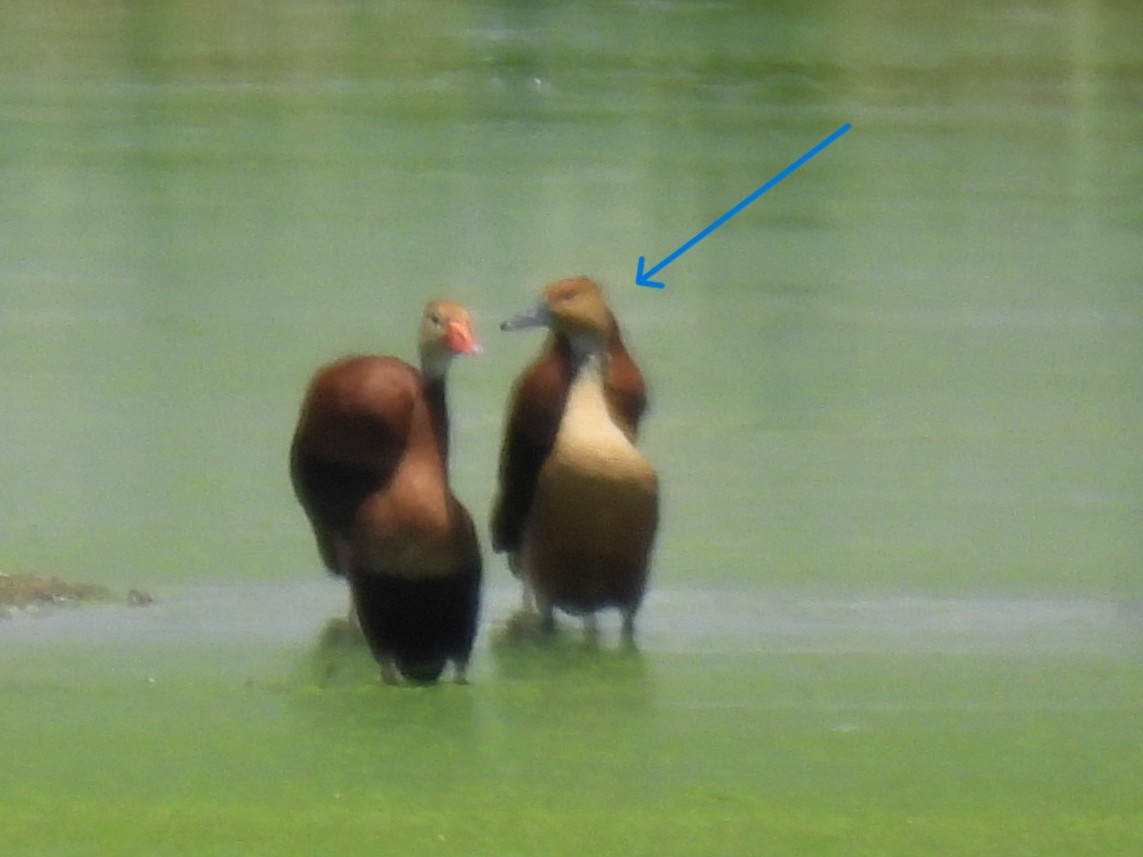 Fulvous Whistling-Duck - ML638411542