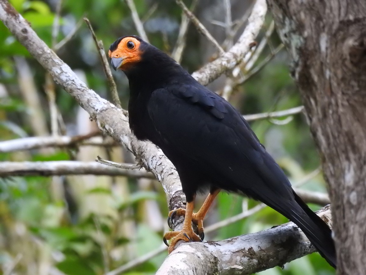 Black Caracara - ML638411595